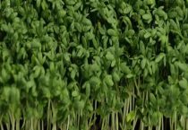 麻豌豆苗可以割几次