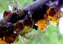 桃树上的桃胶能直接吃吗？