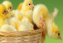 小鸡吃泡沫有害吗？