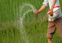 氮肥多了对植物有什么影响