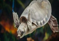 猪鼻龟为什么禁止销售