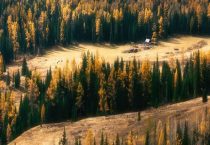 针叶林分布在什么地方