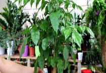 发财树和幸福树的区别？