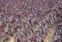 紫苏和艾草的区别？