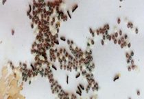 蚕卵孵化需要什么条件