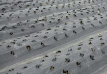 覆盖地膜的作用