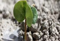 棉花种子发芽率是多少？