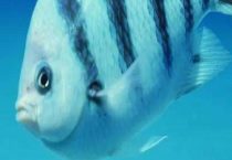 鱼食过期了还能喂鱼吗？