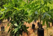 摇钱树和发财树的区别？